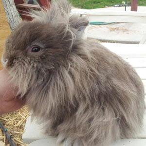 Chocolate Chinchilla Lionhead Rabbit