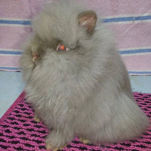 Chocolate Lionhead Rabbit