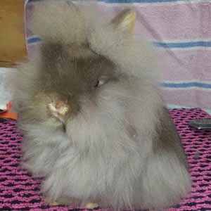 Chocolate Otter Lionhead Rabbit