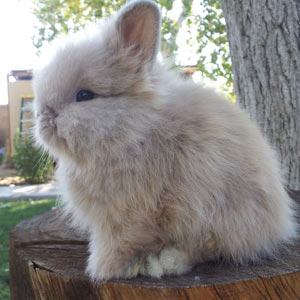 Fawn Vienna Marked Lionhead Rabbit