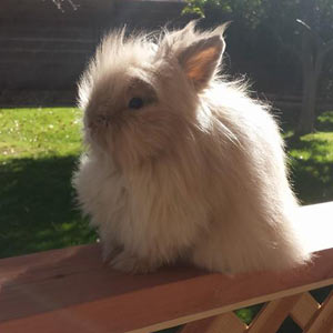 Fawn Lionhead Rabbit