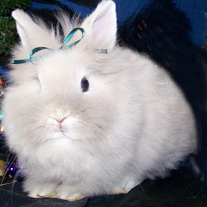 Frosty Lionhead Rabbit