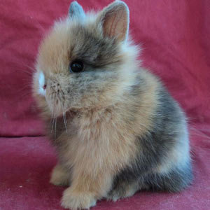 Picture of Harlequin Lionhead Rabbit