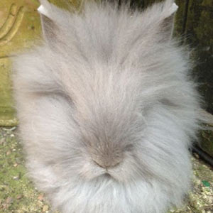 Picture of Lilac Lionhead Rabbit