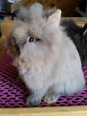 Lilac Otter Lionhead Rabbit