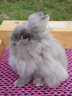 Lilac Otter Lionhead Rabbit