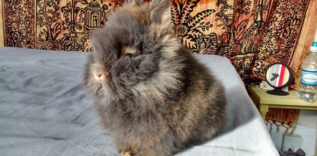Groom your lionhead rabbit on a daily base