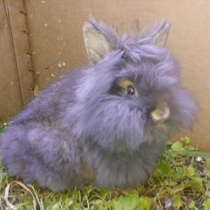 Lionhead Rabbit Nice looking