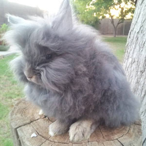 Opal Lionhead Rabbit