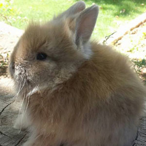 Orange Lionhead Rabbit