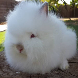 Pointed White Lionhead Rabbit