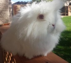 Ruby Eyed White Lionhead Rabbit Ruby-Eyed-White-Bunnizona