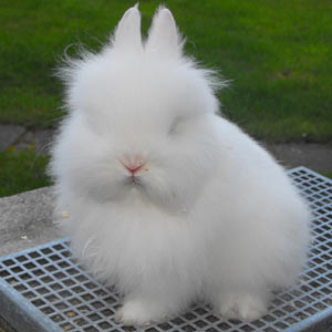 Image of Ruby Eyed White Lionhead Rabbit
