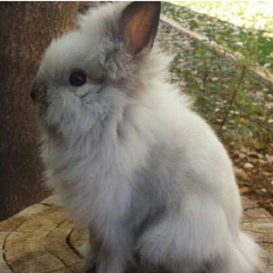Picture of Sable Point Lionhead Rabbit