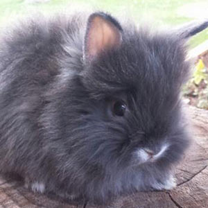 Sable Agouti Lionhead Rabbit