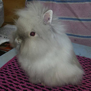 Sable Point Marten Lionhead Rabbit