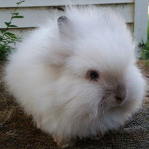 Sable Point Lionhead Rabbit
