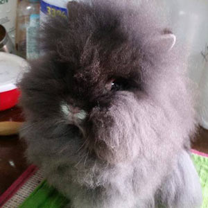 Seal Marten Lionhead Rabbit