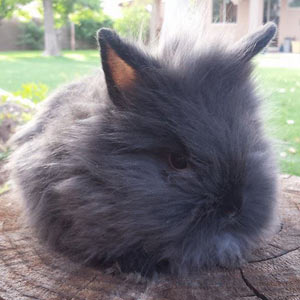 Image of Siamese Sable Lionhead Rabbit