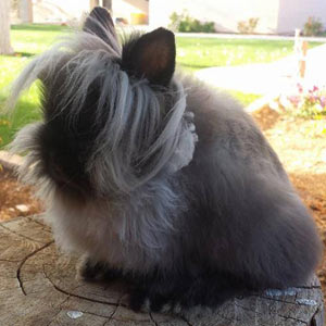 Siamese Sable Lionhead Rabbit