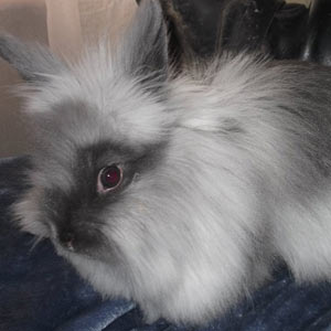 Smoke Pearl Lionhead Rabbit