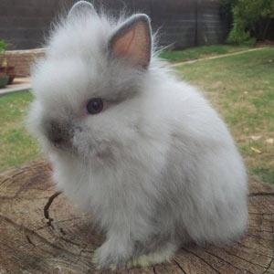 Smoke Pearl Point Lionhead Rabbit