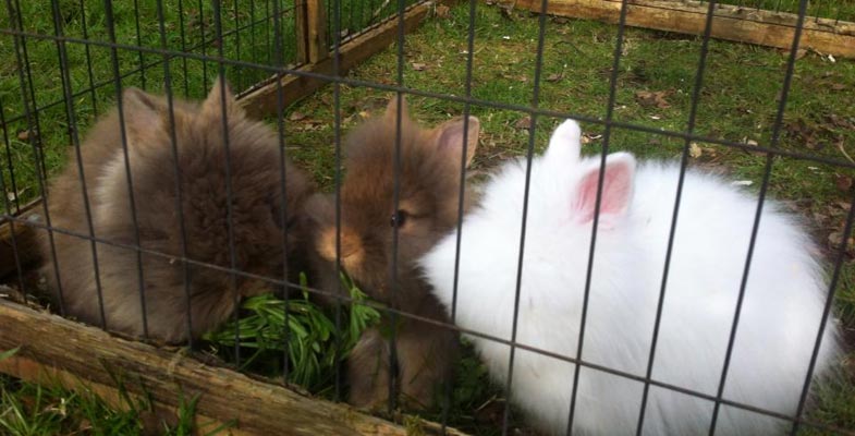 lionhead rabbits eating 