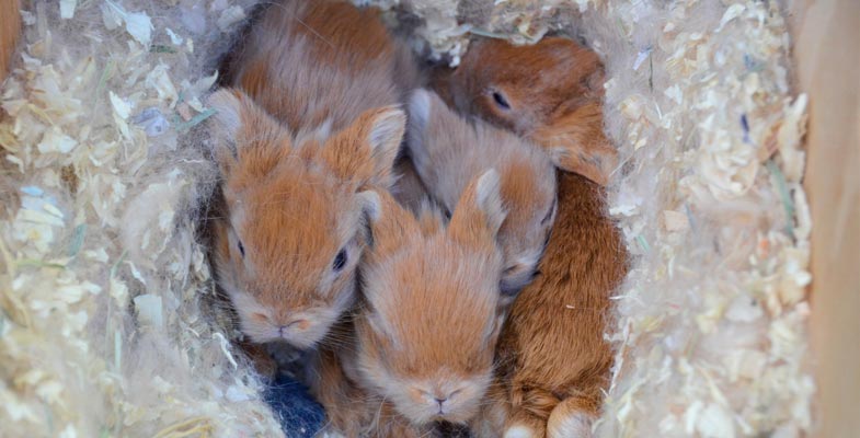 red lionhead rabbit babies