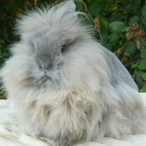 Blue Tortoise Lionhead Rabbit
