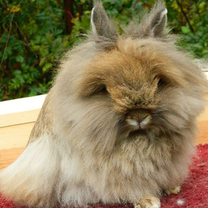 Orange Lionhead Rabbit