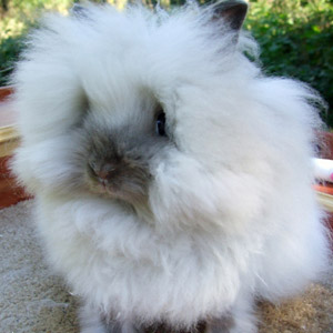 Sable Point Lionhead Rabbit