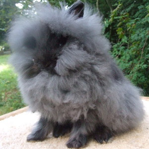 Seal Lionhead Rabbit