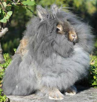 Lionhead Rabbit Chestnut