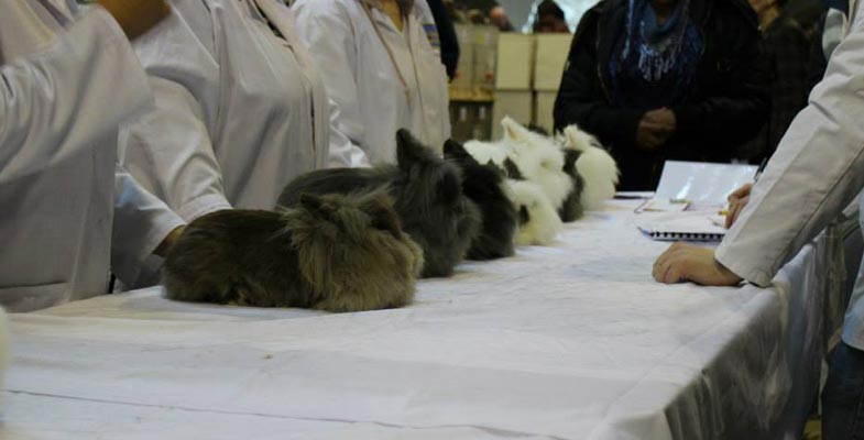 Lionheads that are being judged at a show