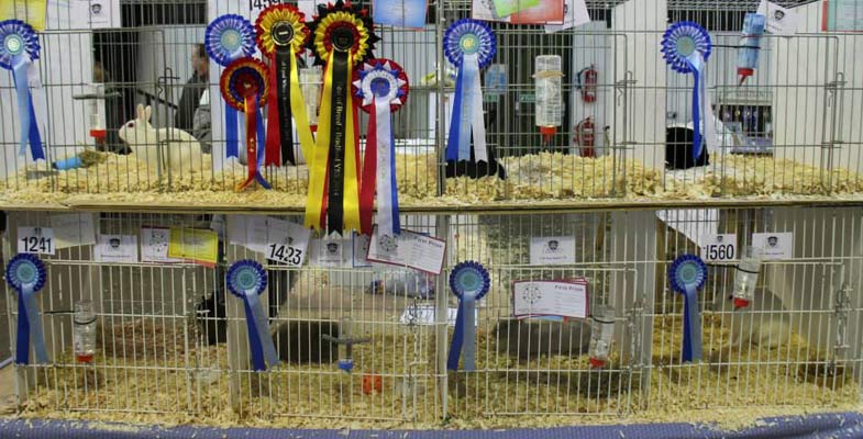 Lionhead-Show-Legs
