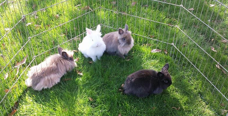 lionhead rabbits in a pen