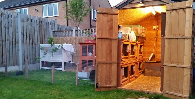 housing a lionhead rabbit
