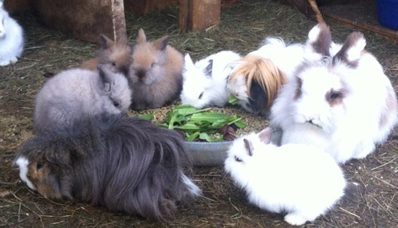lionhead rabbit for sale