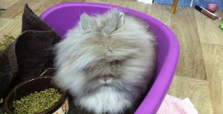 letting your lionhead roam around freely