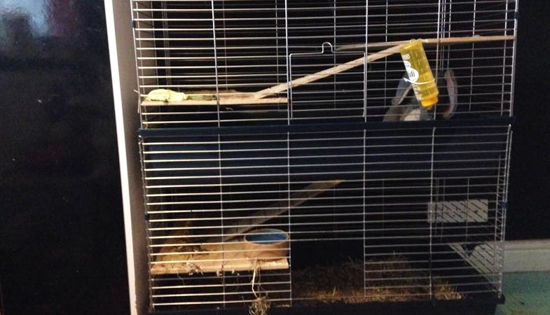 a multiple level rabbit cage