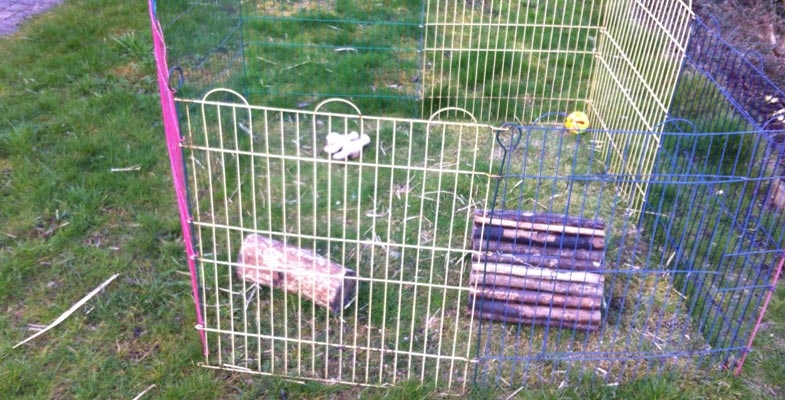 a rabbit pen
