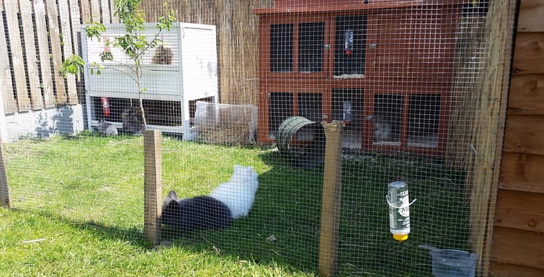 a rabbit run