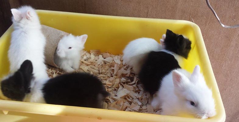 single level cage with young lionhead babies