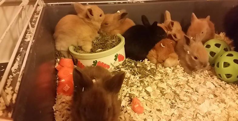 caring for young lionhead rabbit bunnies