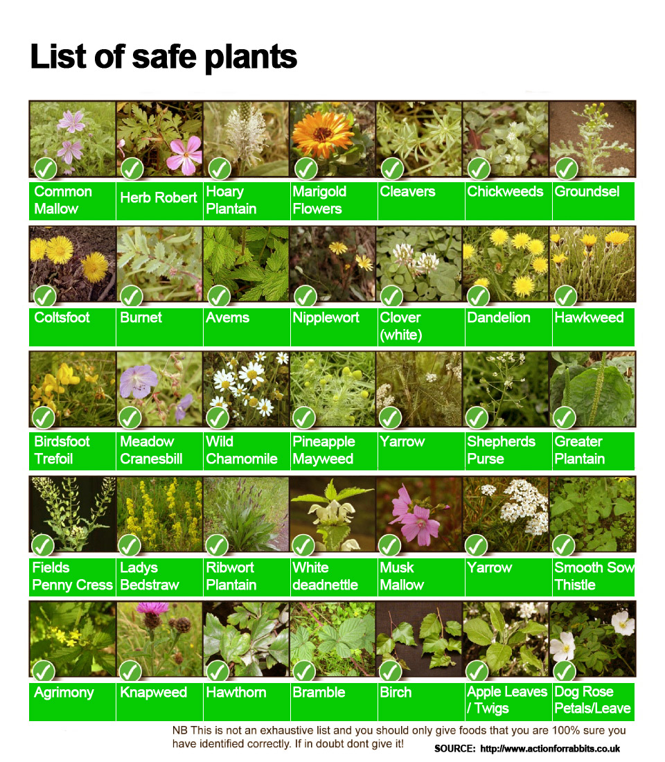 safe plants lionhead rabbit