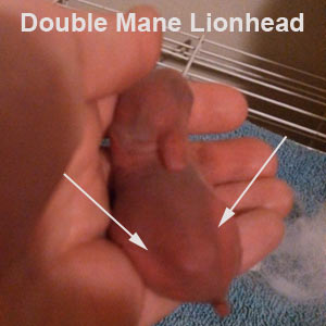 Double Mane Lionhead bunny