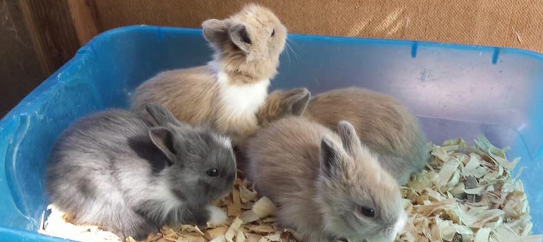 caring for lionhead rabbits