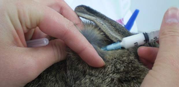 Lionhead rabbit vaccinations