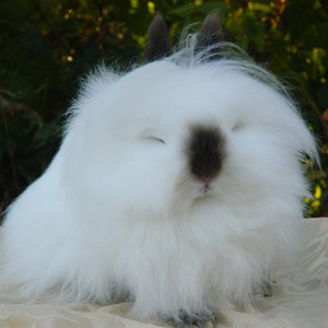 Pointed White Lionhead Rabbit