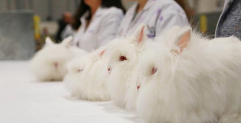 Lionhead rabbits being judged at a show